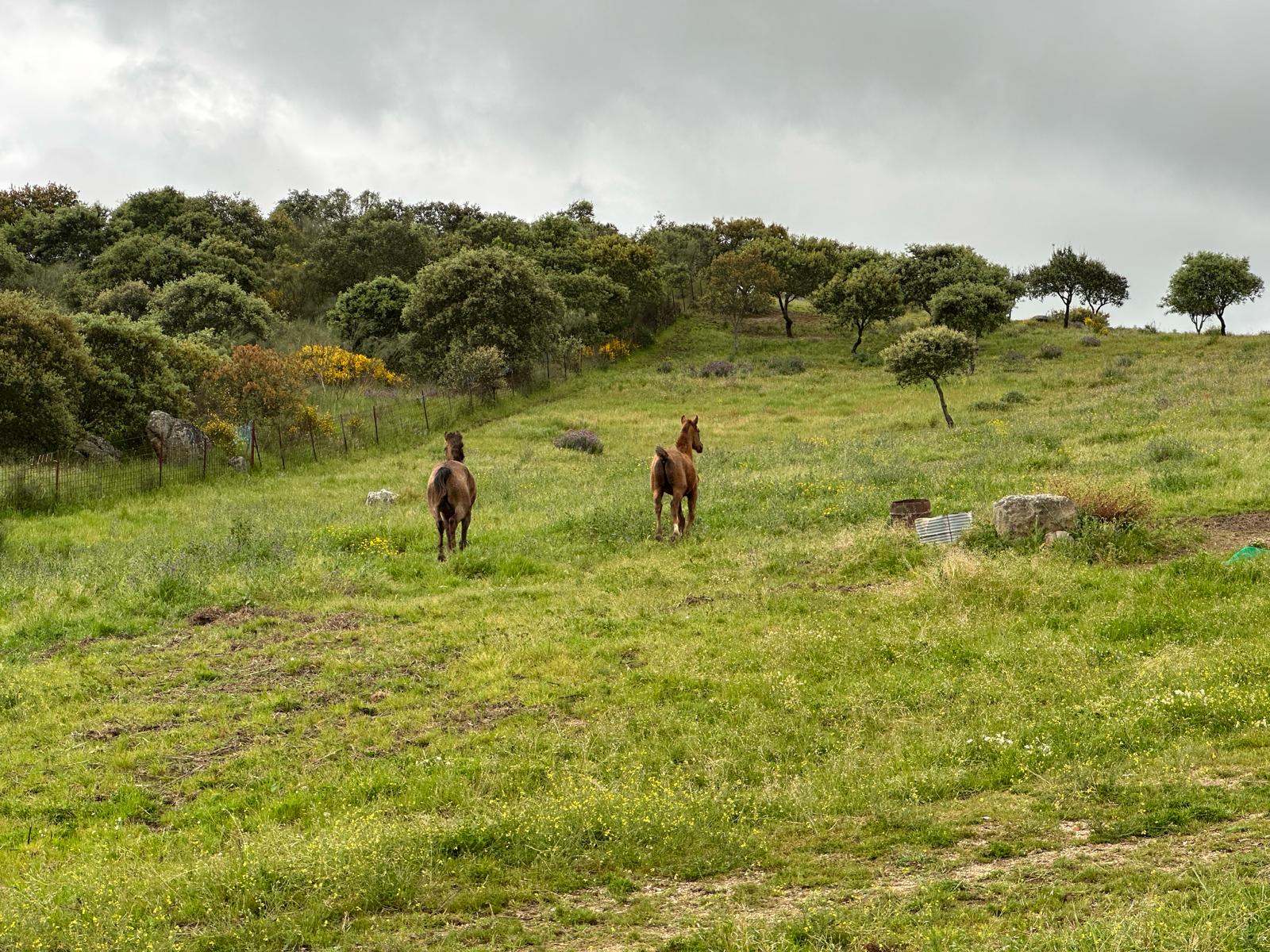 Caballos en la dehesa de La Nava